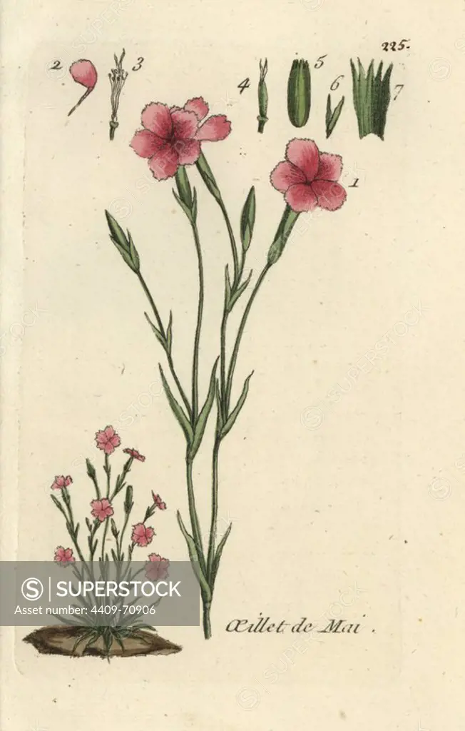 Maiden pink, Dianthus deltoides. Handcoloured botanical drawn and engraved by Pierre Bulliard from his own "Flora Parisiensis," 1776, Paris, P. F. Didot. Pierre Bulliard (1752-1793) was a famous French botanist who pioneered the three-colour-plate printing technique. His introduction to the flowers of Paris included 640 plants.