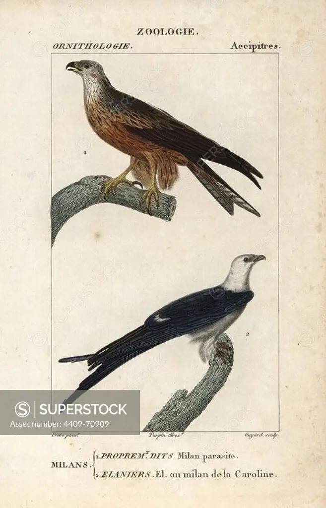 Black kite, Milvus migrans, and swallow-tailed kite, Elanoides forficatus. Handcoloured copperplate stipple engraving from Dumont de Sainte-Croix's "Dictionary of Natural Science: Ornithology," Paris, France, 1816-1830. Illustration by J. G. Pretre, engraved by Guyard, directed by Pierre Jean-Francois Turpin, and published by F.G. Levrault. Jean Gabriel Pretre (1780~1845) was painter of natural history at Empress Josephine's zoo and later became artist to the Museum of Natural History. Turpin (1775-1840) is considered one of the greatest French botanical illustrators of the 19th century.