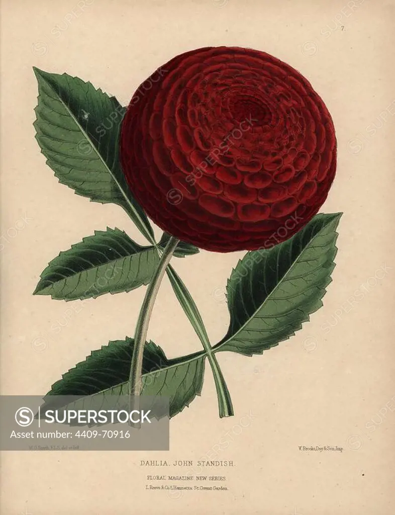 Crimson dahlia hybrid, John Standish. Handcolored botanical drawn and lithographed by W.G. Smith from H.H. Dombrain's "Floral Magazine" 1872.. Worthington G. Smith (1835-1917), architect, engraver and mycologist. Smith also illustrated "The Gardener's Chronicle." Henry Honywood Dombrain (1818-1905), clergyman gardener, was editor of the "Floral Magazine" from 1862 to 1873.