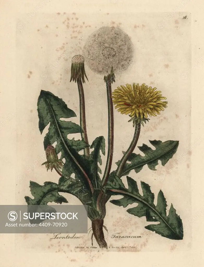 Yellow flowered common dandelion, Leontodon taraxacum. Handcolored copperplate engraving from a botanical illustration by James Sowerby from William Woodville and Sir William Jackson Hooker's "Medical Botany" 1832. The tireless Sowerby (1757-1822) drew over 2,500 plants for Smith's mammoth "English Botany" (1790-1814) and 440 mushrooms for "Coloured Figures of English Fungi " (1797) among many other works.