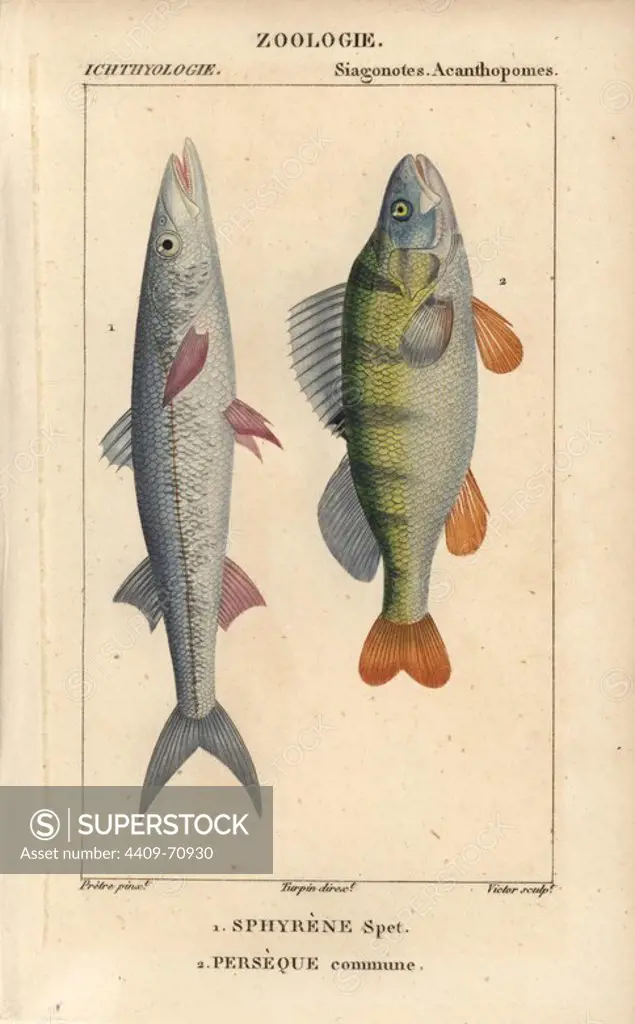 European barracuda, Spit fish, sphyrene spet, Sphyraena sphyraena, and perch, perseque or persegue commune, Perca. Handcoloured copperplate stipple engraving from Jussieu's "Dictionnaire des Sciences Naturelles" 1816-1830. The volumes on fish and reptiles were edited by Hippolyte Cloquet, natural historian and doctor of medicine. Illustration by J.G. Pretre, engraved by Victor, directed by Turpin, and published by F. G. Levrault. Jean Gabriel Pretre (1780~1845) was painter of natural history at Empress Josephine's zoo and later became artist to the Museum of Natural History.