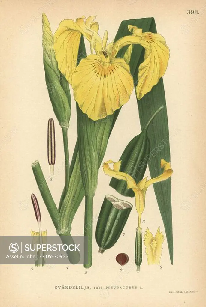 Pale yellow iris or flag, Iris pseudacorus. Chromolithograph from Carl Lindman's "Bilder ur Nordens Flora" (Pictures of Northern Flora), Stockholm, Wahlstrom & Widstrand, 1905. Lindman (1856-1928) was Professor of Botany at the Swedish Museum of Natural History (Naturhistoriska Riksmuseet). The chromolithographs were based on Johan Wilhelm Palmstruch's "Svensk botanik," 1802-1843.