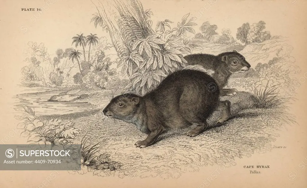 Cape or rock hyrax, Procavia capensis. Handcoloured engraving on steel by William Lizars from a drawing by James Stewart from Sir William Jardine's "Naturalist's Library: Mammalia, Pachydermes or Thick-Skinned Quadrupeds" published by W. H. Lizars, Edinburgh, 1836.