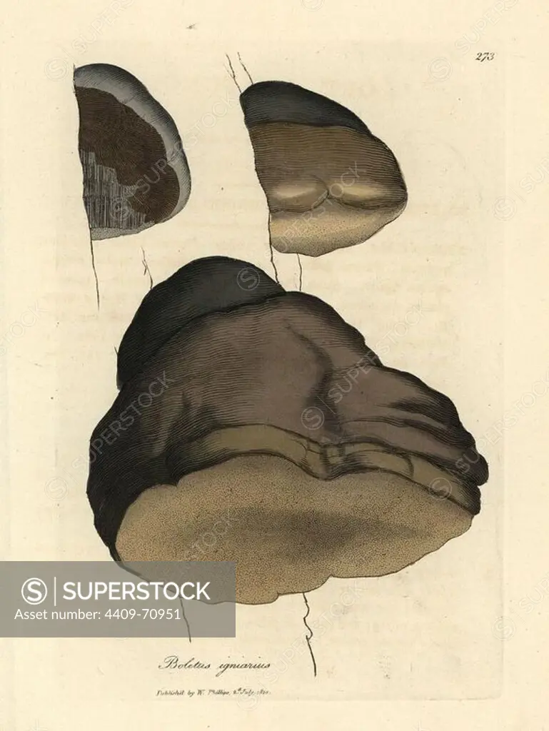 Touchwood boletus or agaric mushroom, Boletus igniarius. Handcolored copperplate engraving from a botanical illustration by James Sowerby from William Woodville and Sir William Jackson Hooker's "Medical Botany" 1832. The tireless Sowerby (1757-1822) drew over 2,500 plants for Smith's mammoth "English Botany" (1790-1814) and 440 mushrooms for "Coloured Figures of English Fungi " (1797) among many other works.