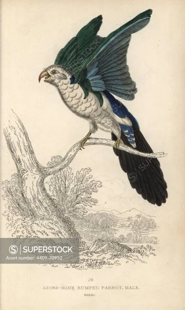 Blue backed parrot, Tanygnathus sumatranus. Engraving only partially coloured, lacking the brilliant scarlet head and breast plumage. Azure blue rumped parrot, Psittacus cyano-pygius (male). Hand-coloured steel engraving by Joseph Kidd from Sir Thomas Dick Lauder and Captain Thomas Brown's "Miscellany of Natural History: Parrots," Edinburgh, 1833. The Miscellany was intended to be a multi-volume series, but was brought to an abrupt halt after only the second volume on cats when John Audubon complained about the unauthorized use of his illustrations.