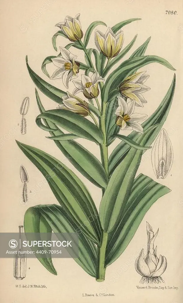 Fritillaria bucharica, white fritillary from central Asia. Hand-coloured botanical illustration drawn by Matilda Smith and lithographed by John Nugent Fitch from Joseph Dalton Hooker's "Curtis's Botanical Magazine," 1889, L. Reeve & Co. A second-cousin and pupil of Sir Joseph Dalton Hooker, Matilda Smith (1854-1926) was the main artist for the Botanical Magazine from 1887 until 1920 and contributed 2,300 illustrations.