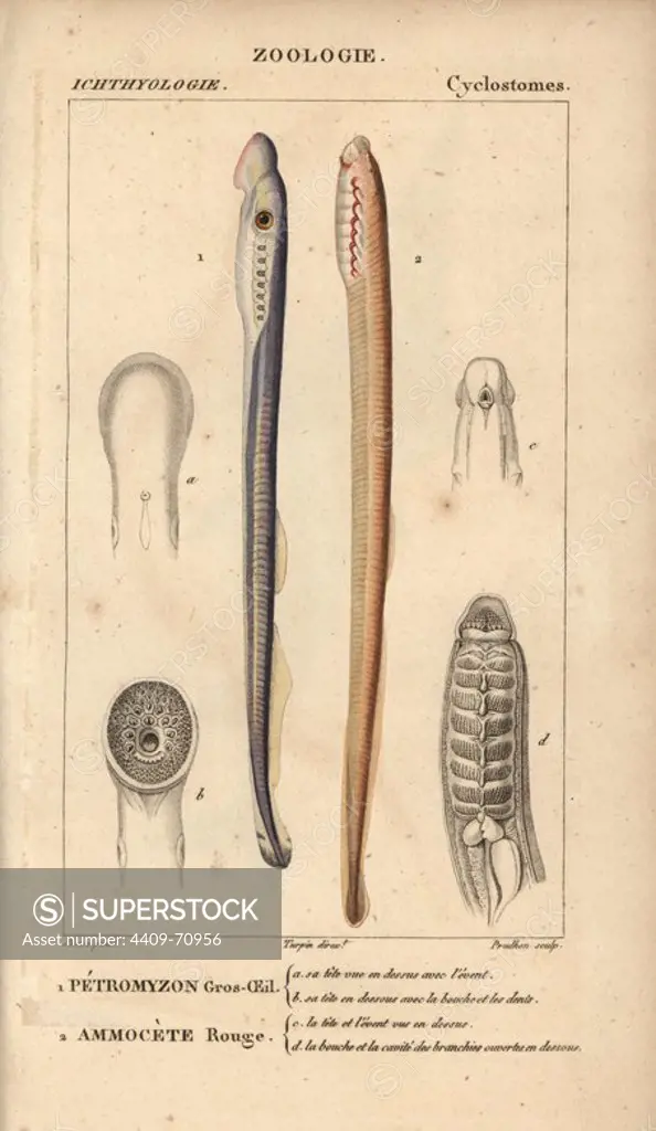 Big-eyed lamprey and red lamprey. Handcoloured copperplate stipple engraving from Jussieu's "Dictionnaire des Sciences Naturelles" 1816-1830. The volumes on fish and reptiles were edited by Hippolyte Cloquet, natural historian and doctor of medicine. Illustration by J.G. Pretre, engraved by Prudhon, directed by Turpin, and published by F. G. Levrault. Jean Gabriel Pretre (1780~1845) was painter of natural history at Empress Josephine's zoo and later became artist to the Museum of Natural History.