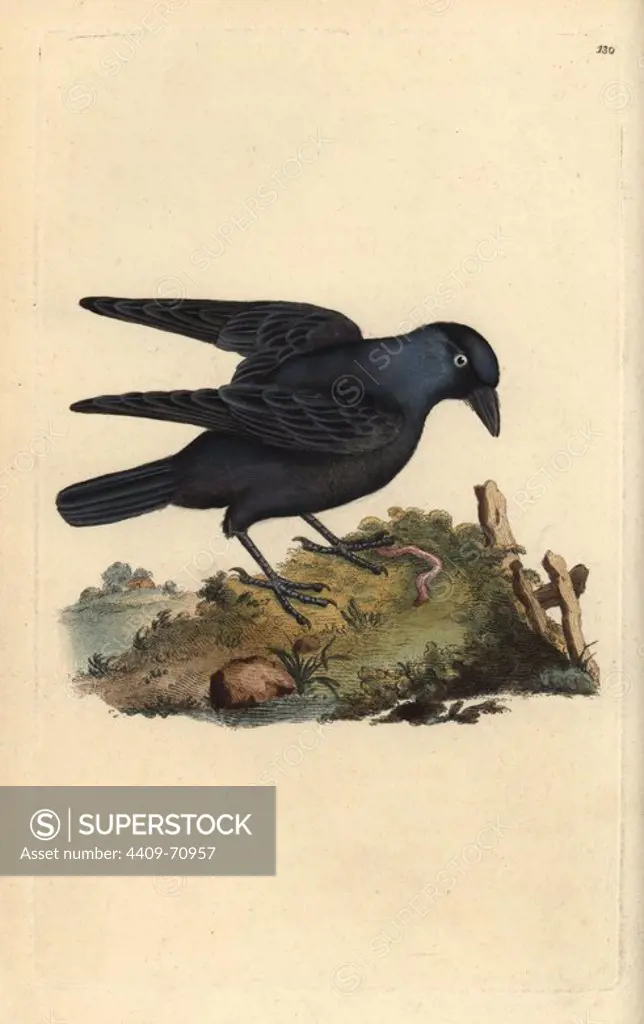 Jackdaw, Corvus monedula, with worm. Handcoloured copperplate drawn and engraved by Edward Donovan from his own "Natural History of British Birds" (1794-1819). Edward Donovan (1768-1837) was an Anglo-Irish amateur zoologist, writer, artist and engraver. He wrote and illustrated a series of volumes on birds, fish, shells and insects, opened his own museum of natural history in London, but later he fell on hard times and died penniless.