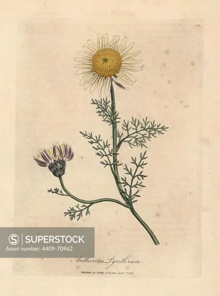 White and yellow Spanish camomile or pellitory of Spain, Anthemis pyrethrum. Handcolored copperplate engraving from a botanical illustration by James Sowerby from William Woodville and Sir William Jackson Hooker's "Medical Botany" 1832. The tireless Sowerby (1757-1822) drew over 2,500 plants for Smith's mammoth "English Botany" (1790-1814) and 440 mushrooms for "Coloured Figures of English Fungi " (1797) among many other works.