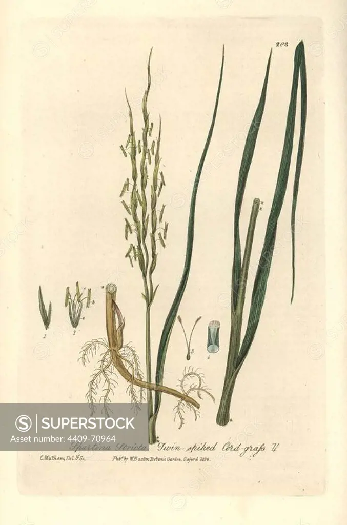 Twin-spiked cord grass, Spartina stricta. Handcoloured copperplate drawn and engraved by Charles Mathews from William Baxter's "British Phaenogamous Botany" 1836. Scotsman William Baxter (1788-1871) was the curator of the Oxford Botanic Garden from 1813 to 1854.