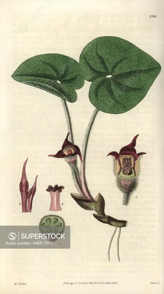 Asarum canadense. Canadian asarabaca or wild ginger. Illustration by WJ Hooker, engraved by Swan. Handcolored copperplate engraving from William Curtis's "The Botanical Magazine" 1827.. William Jackson Hooker (1785-1865) was an English botanist, writer and artist. He was Regius Professor of Botany at Glasgow University, and editor of Curtis's "Botanical Magazine" from 1827 to 1865. In 1841, he was appointed director of the Royal Botanic Gardens at Kew, and was succeeded by his son Joseph Dalton. Hooker documented the fern and orchid crazes that shook England in the mid-19th century in books such as "Species Filicum" (1846) and "A Century of Orchidaceous Plants" (1849). A gifted botanical artist himself, he wrote and illustrated "Flora Exotica" (1823) and several volumes of the "Botanical Magazine" after 1827.