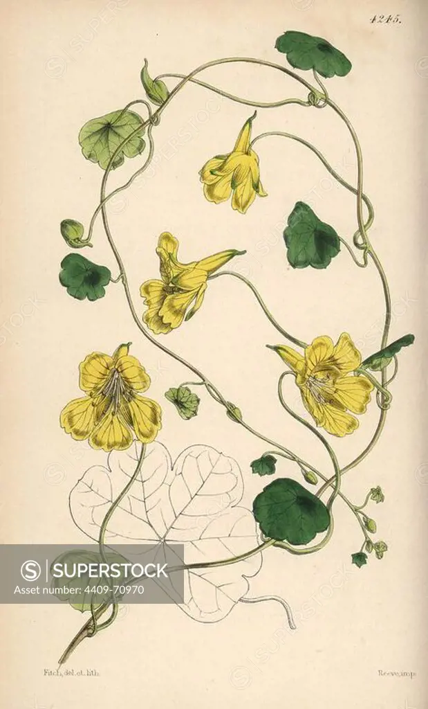 Notched-petaled Indian cress, Tropaeolum crenatiflorum. Hand-coloured botanical illustration drawn and lithographed by Walter Hood Fitch for Sir William Jackson Hooker's "Curtis's Botanical Magazine," London, Reeve Brothers, 1846. Fitch (1817~1892) was a tireless Scottish artist who drew over 2,700 lithographs for the "Botanical Magazine" starting from 1834.