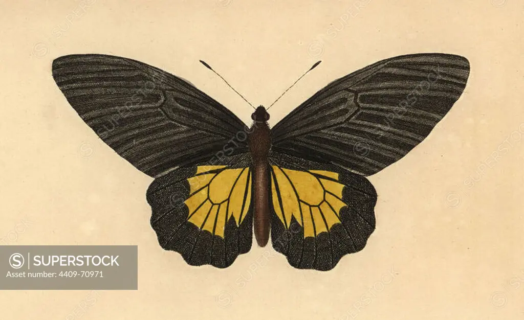 Common birdwing butterfly, Troides helena. Illustration signed SN (George Shaw and Frederick Nodder).. Handcolored copperplate engraving from George Shaw and Frederick Nodder's "The Naturalist's Miscellany" 1791.. Frederick Polydore Nodder (1751~1801) was a gifted natural history artist and engraver. Nodder honed his draftsmanship working on Captain Cook and Joseph Banks' Florilegium and engraving Sydney Parkinson's sketches of Australian plants. He was made "botanic painter to her majesty" Queen Charlotte in 1785. Nodder also drew the botanical studies in Thomas Martyn's Flora Rustica (1792) and 38 Plates (1799). Most of the 1,064 illustrations of animals, birds, insects, crustaceans, fishes, marine life and microscopic creatures for the Naturalist's Miscellany were drawn, engraved and published by Frederick Nodder's family. Frederick himself drew and engraved many of the copperplates until his death. His wife Elizabeth is credited as publisher on the volumes after 1801. Their son Ri