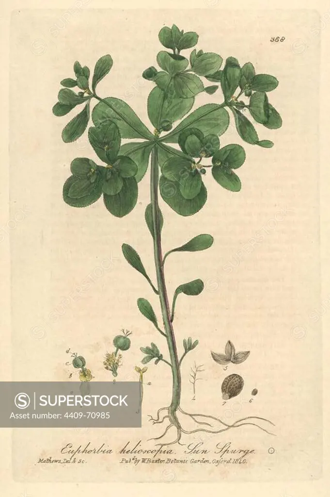 Sun spurge, Euphorbia helioscopia. Handcoloured copperplate drawn and engraved by Charles Mathews from William Baxter's "British Phaenogamous Botany," Oxford, 1840. Scotsman William Baxter (1788-1871) was the curator of the Oxford Botanic Garden from 1813 to 1854.
