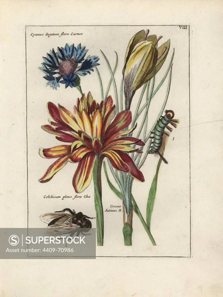 Saffron crocus, autumn crocus and cornflower with caterpillar and fly. Handcoloured copperplate botanical engraving from "Nederlandsch Bloemwerk" (Dutch Flower Arrangements), Amsterdam, J.B. Elwe, 1794. The artist of the fine plates is a mystery: the title bouquet has the signature of Paul Theodor van Brussel (1754-1795), the Dutch flower painter, and one auricula is "drawn from life" by A. Bres. According to Hunt, 30 plates show the influence of the famous French artist Nicolas Robert (1614-1685).
