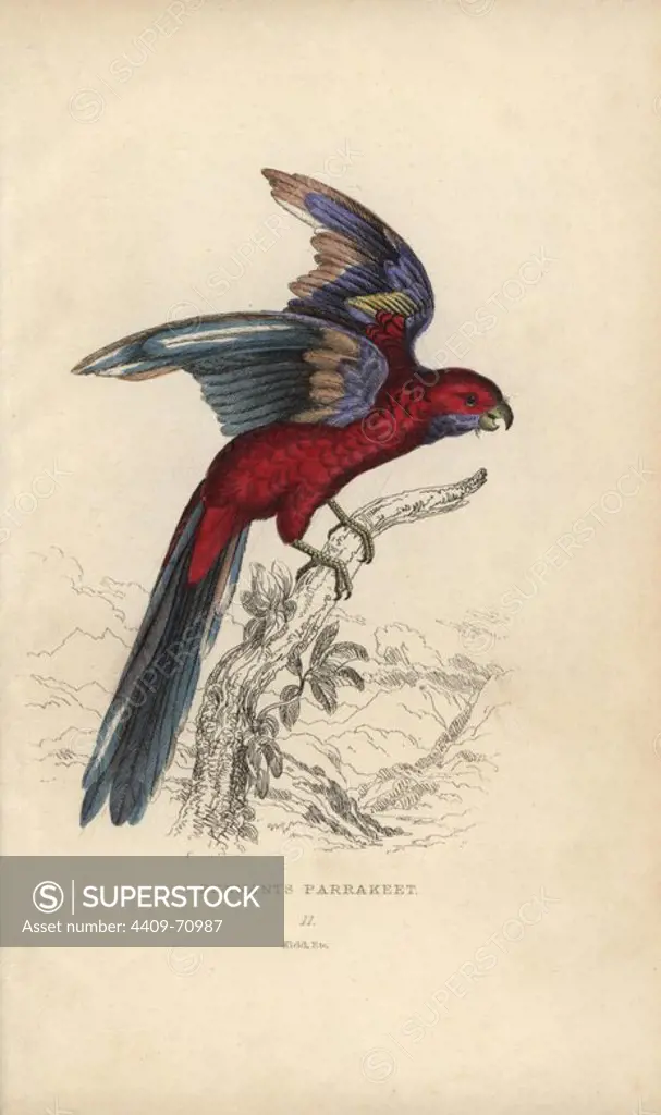 Pennant's parrakeet, Psittacus pennantii. Crimson rosella, Platycercus elegans.. Hand-coloured steel engraving by Joseph Kidd (after John Audubon) from Sir Thomas Dick Lauder and Captain Thomas Brown's "Miscellany of Natural History: Parrots," Edinburgh, 1833. The Miscellany was intended to be a multi-volume series, but was brought to an abrupt halt after only the second volume on cats when John Audubon complained about the unauthorized use of his illustrations.
