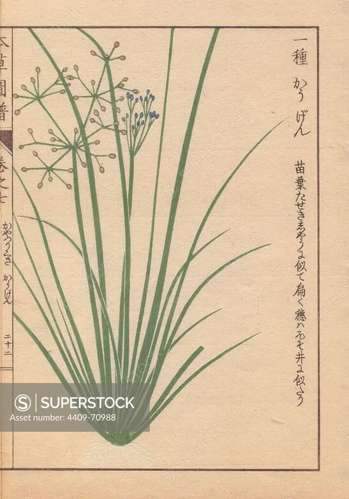 Blue-flowered grasslike fimbry or globe fringerush, Fimbristylis miliacea Vahl.. Colour-printed woodblock engraving by Kan'en Iwasaki from "Honzo Zufu," an Illustrated Guide to Medicinal Plants, 1884. Iwasaki (1786-1842) was a Japanese botanist, entomologist and zoologist. He was one of the first Japanese botanists to incorporate western knowledge into his studies.