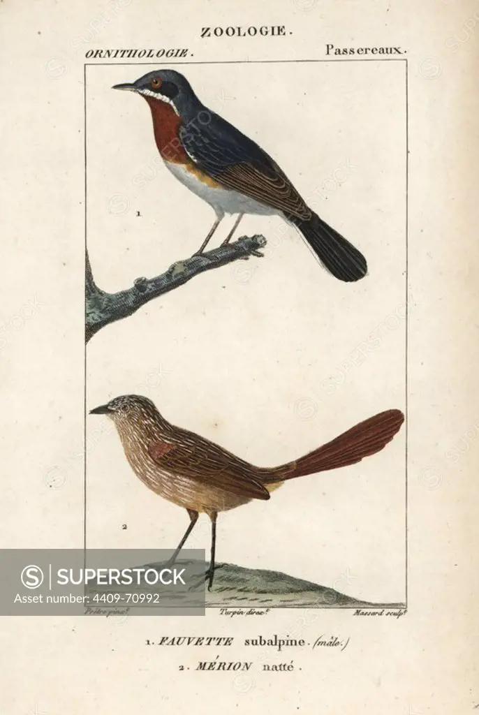 Subalpine warbler, Sylvia cantillans (male), and thick-billed grasswren, Amytornis textilis. Handcoloured copperplate stipple engraving from Dumont de Sainte-Croix's "Dictionary of Natural Science: Ornithology," Paris, France, 1816-1830. Illustration by J. G. Pretre, engraved by Massard, directed by Pierre Jean-Francois Turpin, and published by F.G. Levrault. Jean Gabriel Pretre (1780~1845) was painter of natural history at Empress Josephine's zoo and later became artist to the Museum of Natural History. Turpin (1775-1840) is considered one of the greatest French botanical illustrators of the 19th century.