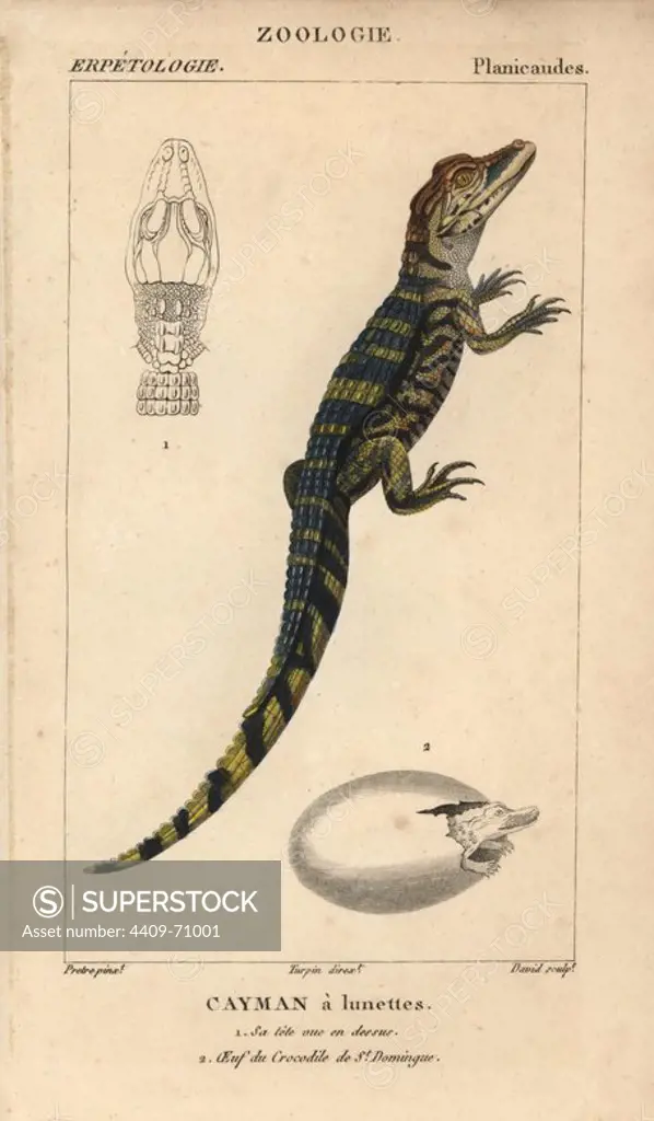 Spectacled caiman, cayman a lunettes, Caiman crocodilus. Handcoloured copperplate stipple engraving from Jussieu's "Dictionnaire des Sciences Naturelles" 1816-1830. The volumes on fish and reptiles were edited by Hippolyte Cloquet, natural historian and doctor of medicine. Illustration by J.G. Pretre, engraved by David, directed by Turpin, and published by F. G. Levrault. Jean Gabriel Pretre (1780~1845) was painter of natural history at Empress Josephine's zoo and later became artist to the Museum of Natural History.