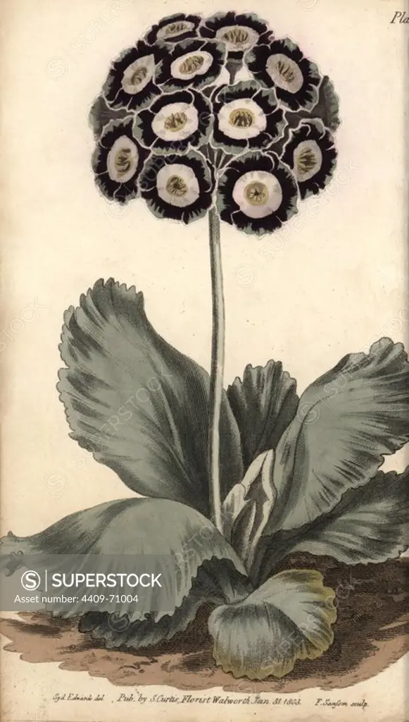 Auricula, Primula auricula. Handcoloured copperplate engraving of a botanical illustration by Sydenham Edwards for William Curtis's "Lectures on Botany, as delivered in the Botanic Garden at Lambeth," 1805. Edwards (1768-1819) was the artist of thousands of botanical plates for Curtis' "Botanical Magazine" and his own "Botanical Register.".