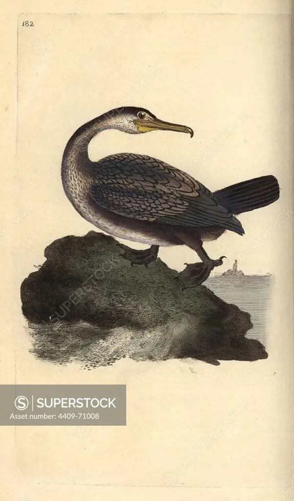European shag, Phalacrocorax aristotelis. Handcoloured copperplate drawn and engraved by Edward Donovan from his own "Natural History of British Birds," London, 1794-1819. Edward Donovan (1768-1837) was an Anglo-Irish amateur zoologist, writer, artist and engraver. He wrote and illustrated a series of volumes on birds, fish, shells and insects, opened his own museum of natural history in London, but later he fell on hard times and died penniless.
