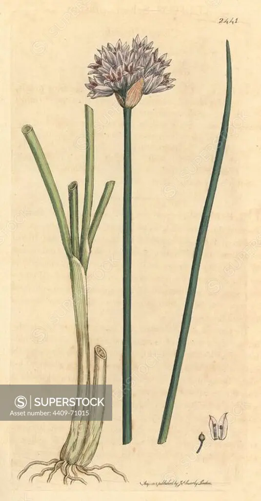 Chive garlic, Allium schoenoprasum. Handcoloured copperplate engraving from a drawing by James Sowerby for Smith's "English Botany," London, 1813. Sowerby was a tireless illustrator of natural history books and illustrated books on botany, mycology, conchology and geology.