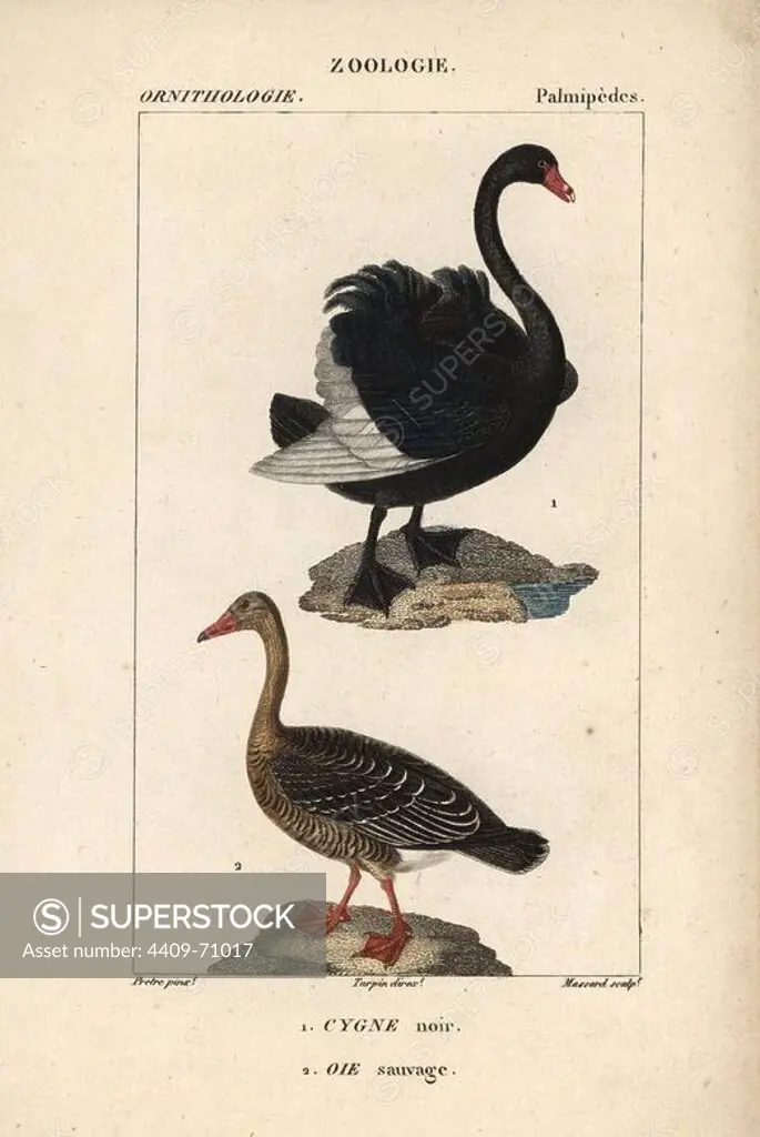 Black swan, Cygnus atratus, and wild greylag goose, Anser anser. Handcoloured copperplate stipple engraving from Dumont de Sainte-Croix's "Dictionary of Natural Science: Ornithology," Paris, France, 1816-1830. Illustration by J. G. Pretre, engraved by Massard, directed by Pierre Jean-Francois Turpin, and published by F.G. Levrault. Jean Gabriel Pretre (1780~1845) was painter of natural history at Empress Josephine's zoo and later became artist to the Museum of Natural History. Turpin (1775-1840) is considered one of the greatest French botanical illustrators of the 19th century.
