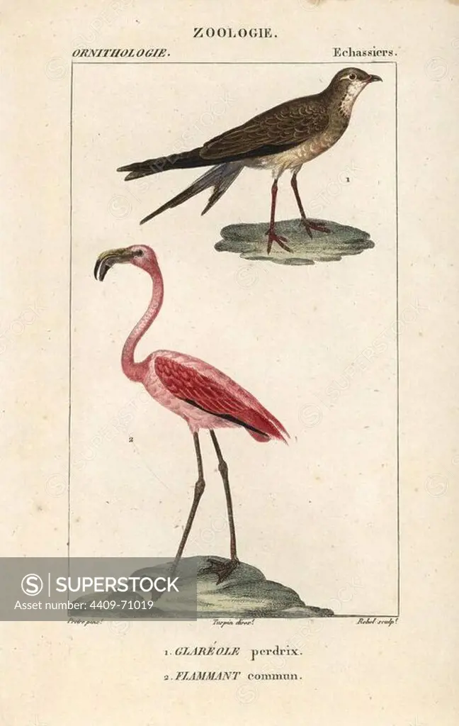 Collared pratincole, Glareola pratincola, and greater flamingo, Phoenicopterus roseus. Handcoloured copperplate stipple engraving from Dumont de Sainte-Croix's "Dictionary of Natural Science: Ornithology," Paris, France, 1816-1830. Illustration by J. G. Pretre, engraved by Rebel, directed by Pierre Jean-Francois Turpin, and published by F.G. Levrault. Jean Gabriel Pretre (1780~1845) was painter of natural history at Empress Josephine's zoo and later became artist to the Museum of Natural History. Turpin (1775-1840) is considered one of the greatest French botanical illustrators of the 19th century.