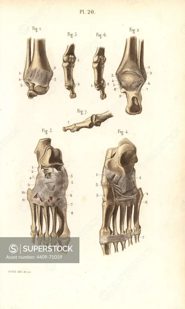 Ankle and foot bones. Handcolored steel engraving by Corbie of a drawing by Corbie from Dr. Joseph Nicolas Masse's "Petit Atlas complet d'Anatomie descriptive du Corps Humain," Paris, 1864, published by Mequignon-Marvis. Masse's "Pocket Anatomy of the Human Body" was first published in 1848 and went through many editions.
