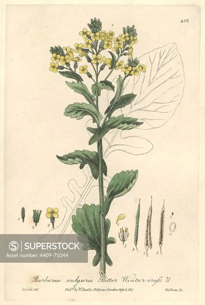 Bitter winter cress, Barbarea vulgaris. Handcoloured copperplate engraved by Charles Mathews from a drawing by Isaac Russell from William Baxter's "British Phaenogamous Botany," Oxford, 1841. Scotsman William Baxter (1788-1871) was the curator of the Oxford Botanic Garden from 1813 to 1854.