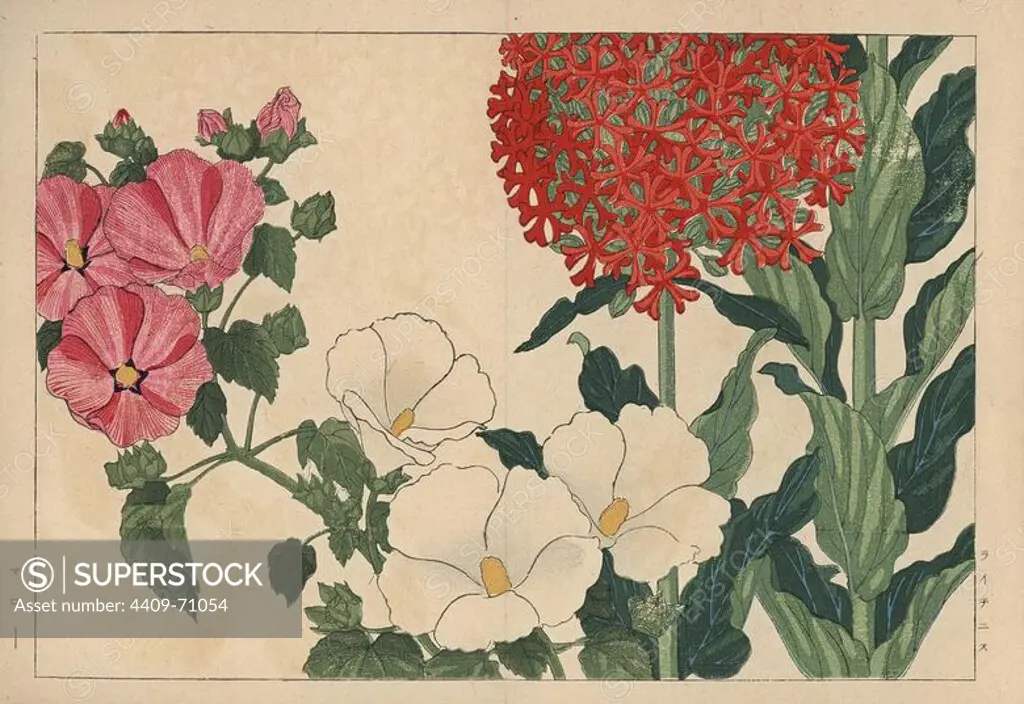 Castor oil plant, Ricinus communis, and mallow, Malva sylvestris. Handcoloured woodblock print from Konan Tanigami's "Seiyou Sokazufu" (Pictorial Album of Western Plants and Flowers: Summer), Unsodo, Kyoto, 1917. Tanigami (1879-1928) depicted 125 varieties of garden plants through the four seasons.