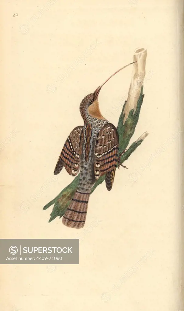 Eurasian wryneck, Jynx torquilla. Handcoloured copperplate drawn and engraved by Edward Donovan from his own "Natural History of British Birds," London, 1794-1819. Edward Donovan (1768-1837) was an Anglo-Irish amateur zoologist, writer, artist and engraver. He wrote and illustrated a series of volumes on birds, fish, shells and insects, opened his own museum of natural history in London, but later he fell on hard times and died penniless.