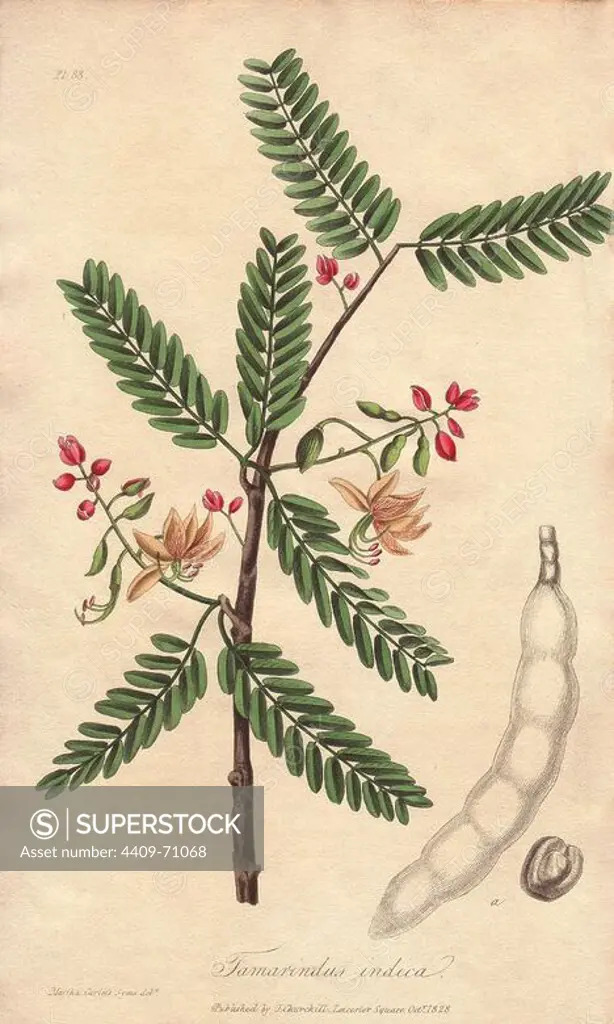 Tamarind, Tamarindus indica. Handcoloured botanical illustration drawn by Martha Carless Syms and engraved on steel from John Stephenson and James Morss Churchill's "Medical Botany: or Illustrations and descriptions of the medicinal plants of the London, Edinburgh, and Dublin pharmacopias," John Churchill, London, 1831.