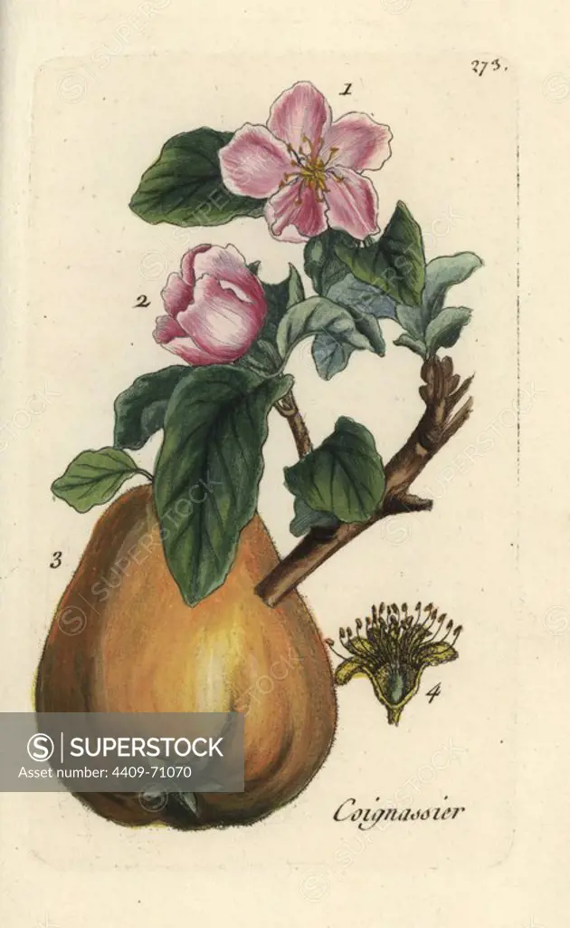 Quince, Pyrus cydonia. Handcoloured botanical drawn and engraved by Pierre Bulliard from his own "Flora Parisiensis," 1776, Paris, P. F. Didot. Pierre Bulliard (1752-1793) was a famous French botanist who pioneered the three-colour-plate printing technique. His introduction to the flowers of Paris included 640 plants.