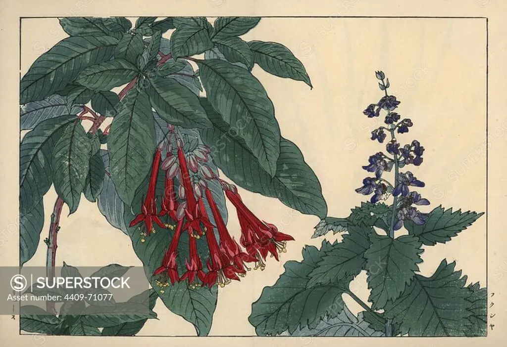 Scarlet Fuchsia boliviana and blue Coleus flower, Plectranthus fruticosus. Handcoloured woodblock print from Konan Tanigami's "Seiyou Sokazufu" (Pictorial Album of Western Plants and Flowers: Autumn Winter), Unsodo, Kyoto, 1917. Tanigami (1879-1928) depicted 125 varieties of garden plants through the four seasons.