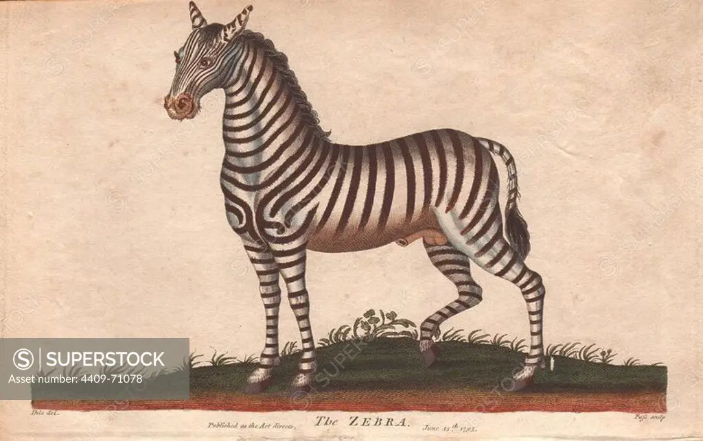 African zebra or Equus zebra.. Hand-colored copperplate engraving from a drawing by Johann Ihle from Ebenezer Sibly's "Universal System of Natural History" 1794. The prolific Sibly published his Universal System of Natural History in 1794~1796 in five volumes covering the three natural worlds of fauna, flora and geology. The series included illustrations of mythical beasts such as the sukotyro and the mermaid, and depicted sloths sitting on the ground (instead of hanging from trees) and a domesticated female orang utan wearing a bandana. The engravings were by J. Pass, J. Chapman and Barlow copied from original drawings by famous natural history artists George Edwards, Albertus Seba, Maria Sybilla Merian, and Johann Ihle.