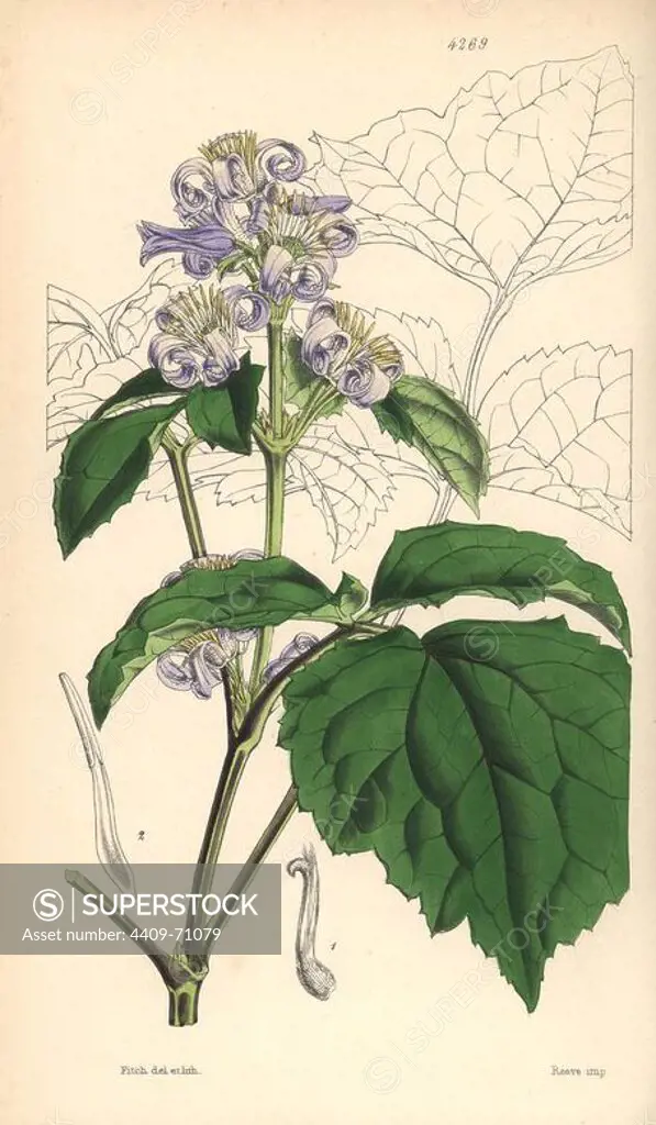 Virgin's bower, Clematis tubulosa. Hand-coloured botanical illustration drawn and lithographed by Walter Hood Fitch for Sir William Jackson Hooker's "Curtis's Botanical Magazine," London, Reeve Brothers, 1846. Fitch (1817~1892) was a tireless Scottish artist who drew over 2,700 lithographs for the "Botanical Magazine" starting from 1834.