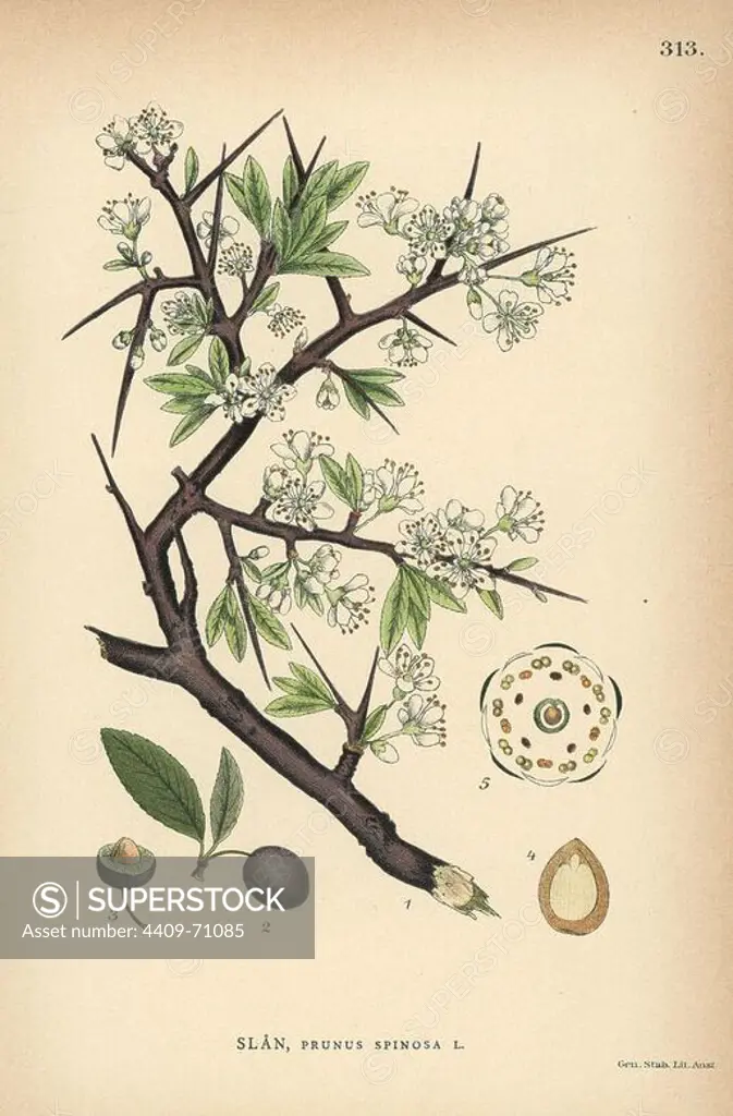 Blackthorn or sloe, Prunus spinosa. Chromolithograph from Carl Lindman's "Bilder ur Nordens Flora" (Pictures of Northern Flora), Stockholm, Wahlstrom & Widstrand, 1905. Lindman (1856-1928) was Professor of Botany at the Swedish Museum of Natural History (Naturhistoriska Riksmuseet). The chromolithographs were based on Johan Wilhelm Palmstruch's "Svensk botanik," 1802-1843.