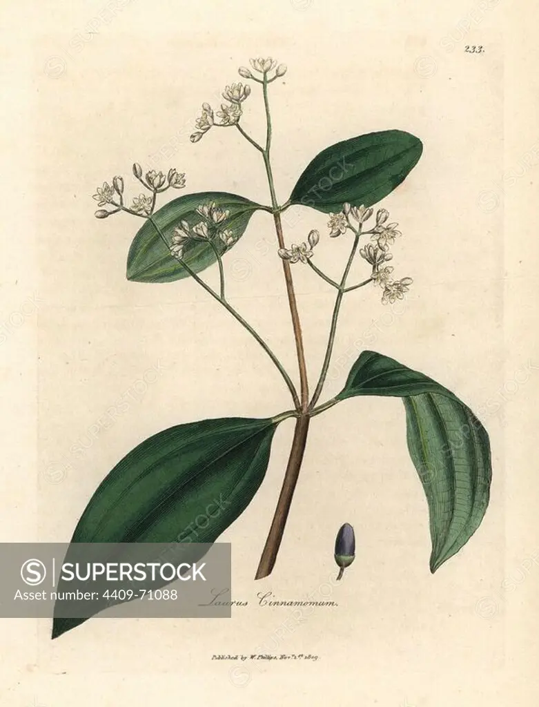 White-flowered Cinnamon tree with purple drupe, Laurus cinnamomum. Handcolored copperplate engraving from a botanical illustration by James Sowerby from William Woodville and Sir William Jackson Hooker's "Medical Botany" 1832. The tireless Sowerby (1757-1822) drew over 2,500 plants for Smith's mammoth "English Botany" (1790-1814) and 440 mushrooms for "Coloured Figures of English Fungi " (1797) among many other works.