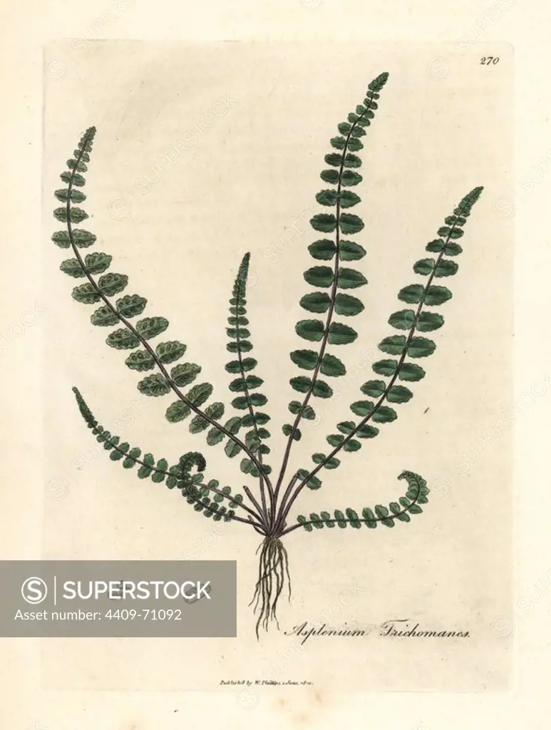 Common maidenhair fern or spleenwort, Asplenium trichomanes. Handcoloured copperplate engraving from a botanical illustration by James Sowerby from William Woodville and Sir William Jackson Hooker's "Medical Botany," John Bohn, London, 1832. The tireless Sowerby (1757-1822) drew over 2, 500 plants for Smith's mammoth "English Botany" (1790-1814) and 440 mushrooms for "Coloured Figures of English Fungi " (1797) among many other works.