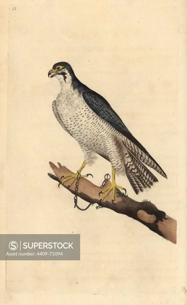 Peregrine falcon, Falco peregrinus, chained to a branch. Handcoloured copperplate drawn and engraved by Edward Donovan from his own "Natural History of British Birds," London, 1794-1819. Edward Donovan (1768-1837) was an Anglo-Irish amateur zoologist, writer, artist and engraver. He wrote and illustrated a series of volumes on birds, fish, shells and insects, opened his own museum of natural history in London, but later he fell on hard times and died penniless.