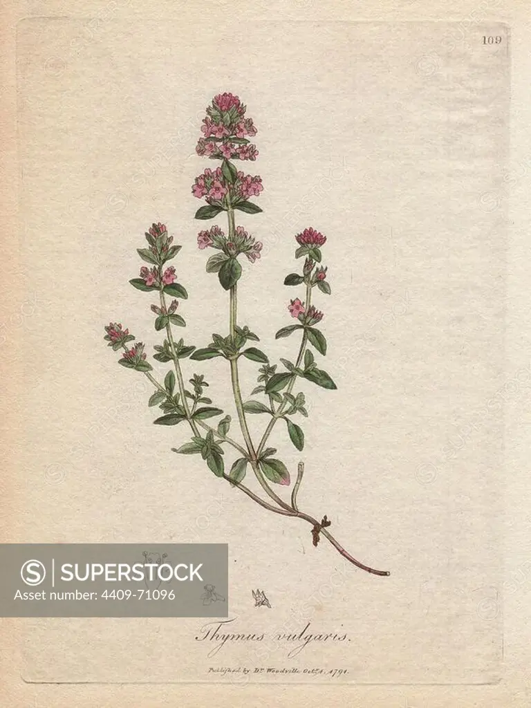 Thyme, Thymus vulgaris. Handcolored copperplate engraving from a botanical illustration by James Sowerby from William Woodville and Sir William Jackson Hooker's "Medical Botany" 1832. The tireless Sowerby (1757-1822) drew over 2,500 plants for Smith's mammoth "English Botany" (1790-1814) and 440 mushrooms for "Coloured Figures of English Fungi " (1797) among many other works.