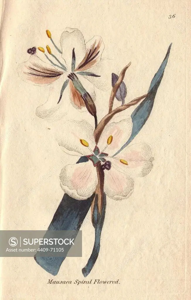 Spiral-flowered moraea, Moraea spiralis, with white flowers tinged with pink.. Illustration by Henrietta Moriarty from "Fifty Plates of Greenhouse Plants" (1807), a re-issue of her own "Viridarium" (1806), with handcoloured copperplate engravings. Moriarty was a colonel's widow who turned to writing novels and illustrating botanical books to support her four children.