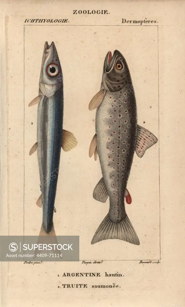 Argentine, Argentine hautin, Argentina sphyraena, and lake trout, Truite saumonee, Salmo trutta. Handcoloured copperplate stipple engraving from Jussieu's "Dictionnaire des Sciences Naturelles" 1816-1830. The volumes on fish and reptiles were edited by Hippolyte Cloquet, natural historian and doctor of medicine. Illustration by J.G. Pretre, engraved by Bocourt, directed by Turpin, and published by F. G. Levrault. Jean Gabriel Pretre (1780~1845) was painter of natural history at Empress Josephine's zoo and later became artist to the Museum of Natural History.