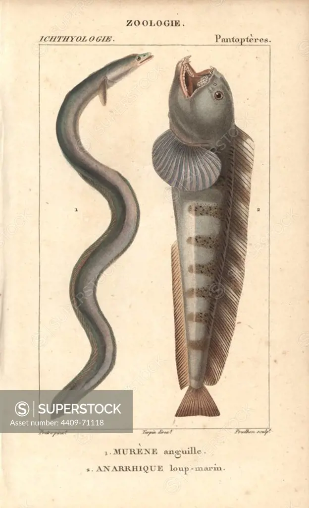 European eel, murene anguille, Anguilla anguilla, critically endangered, and Atlantic wolf-fish, anarrhique loup-marin, Anarhichas lupus. Handcoloured copperplate stipple engraving from Jussieu's "Dictionnaire des Sciences Naturelles" 1816-1830. The volumes on fish and reptiles were edited by Hippolyte Cloquet, natural historian and doctor of medicine. Illustration by J.G. Pretre, engraved by Prudhon, directed by Turpin, and published by F. G. Levrault. Jean Gabriel Pretre (1780~1845) was painter of natural history at Empress Josephine's zoo and later became artist to the Museum of Natural History.