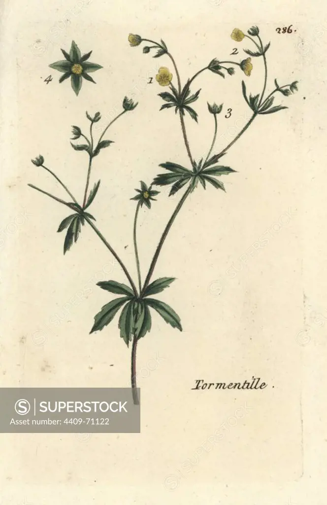 Tormentil, Potentilla erecta. Handcoloured botanical drawn and engraved by Pierre Bulliard from his own "Flora Parisiensis," 1776, Paris, P. F. Didot. Pierre Bulliard (1752-1793) was a famous French botanist who pioneered the three-colour-plate printing technique. His introduction to the flowers of Paris included 640 plants.