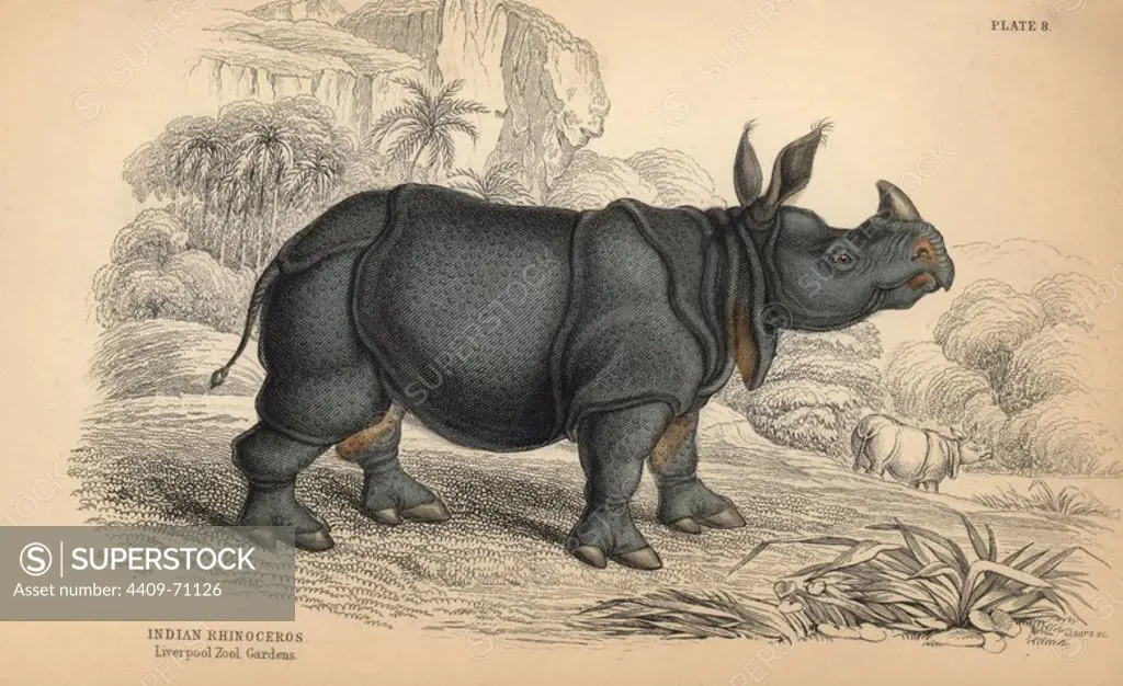 Indian rhinoceros, Rhinoceros unicornis (Rhinoceros indicus), vulnerable. Handcoloured engraving on steel by William Lizars from a drawing by James Stewart from Sir William Jardine's "Naturalist's Library: Mammalia, Pachydermes or Thick-Skinned Quadrupeds" published by W. H. Lizars, Edinburgh, 1836.