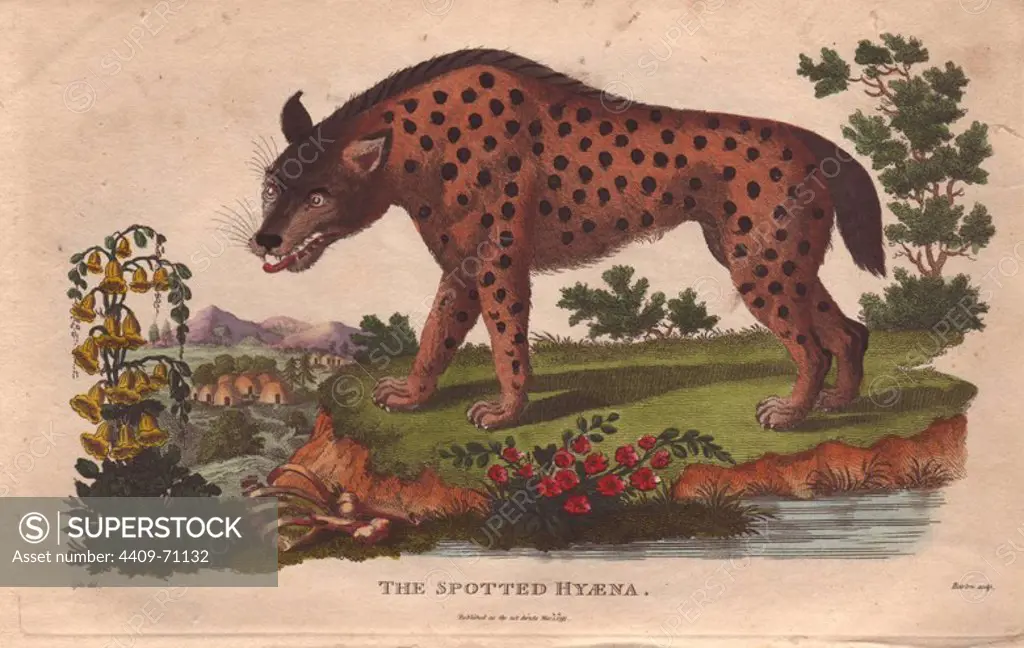 Spotted hyena (Crocuta crocuta). Hand-colored copperplate engraving from a drawing by Johann Ihle from Ebenezer Sibly's "Universal System of Natural History" 1794. The prolific Sibly published his Universal System of Natural History in 1794~1796 in five volumes covering the three natural worlds of fauna, flora and geology. The series included illustrations of mythical beasts such as the sukotyro and the mermaid, and depicted sloths sitting on the ground (instead of hanging from trees) and a domesticated female orang utan wearing a bandana. The engravings were by J. Pass, J. Chapman and Barlow copied from original drawings by famous natural history artists George Edwards, Albertus Seba, Maria Sybilla Merian, and Johann Ihle.