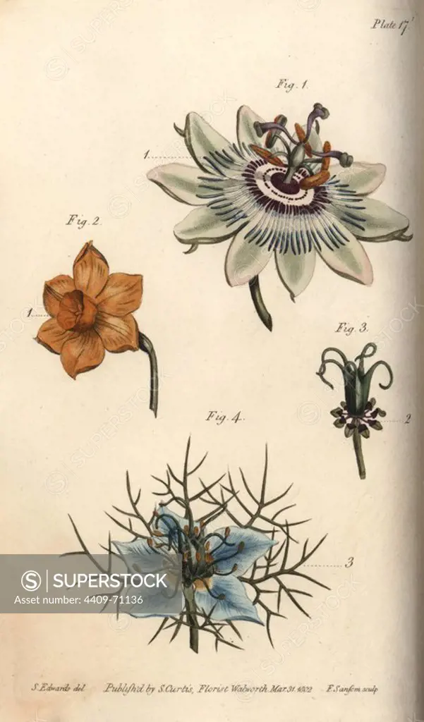 Nectarium of the passionflower Passiflora (1), daffodil Narcissus (2), and love in a mist Nigella (3,4). Handcoloured copperplate engraving of a botanical illustration by Sydenham Edwards for William Curtis's "Lectures on Botany, as delivered in the Botanic Garden at Lambeth," 1805. Edwards (1768-1819) was the artist of thousands of botanical plates for Curtis' "Botanical Magazine" and his own "Botanical Register.".