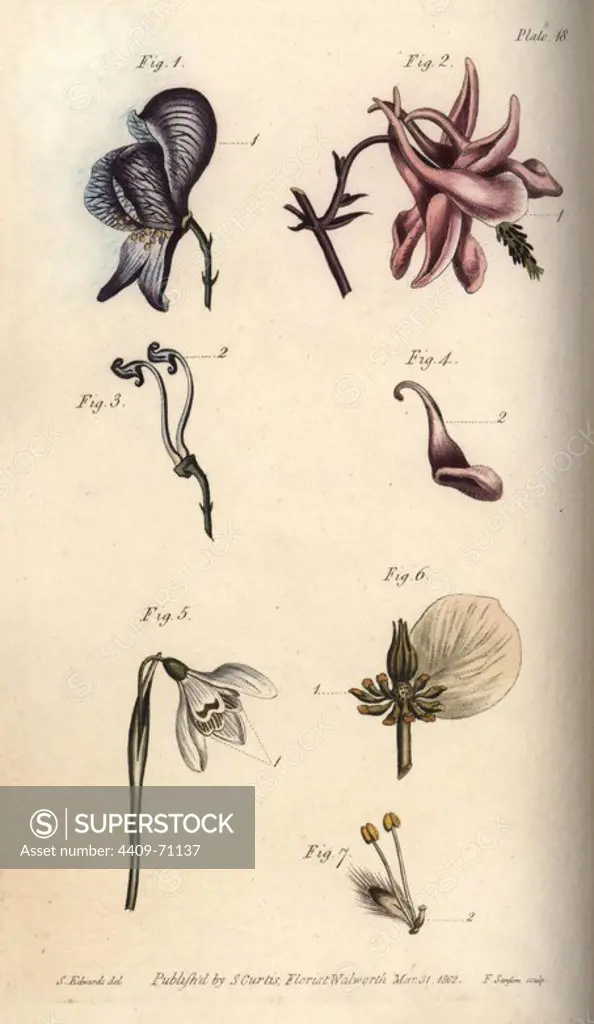 Nectarium of the aconite Aconitum (1,3), columbine Aquilegia (2,4), snowdrop Galanthus (5), hellebore Helleborus (6) and willow Salix (7). Handcoloured copperplate engraving of a botanical illustration by Sydenham Edwards for William Curtis's "Lectures on Botany, as delivered in the Botanic Garden at Lambeth," 1805. Edwards (1768-1819) was the artist of thousands of botanical plates for Curtis' "Botanical Magazine" and his own "Botanical Register.".